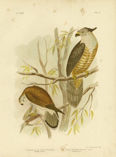 Nankeen Kestrel Or Australian Kestrel by Gracius Broinowski